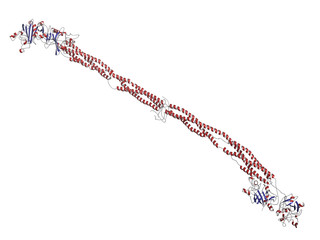 Fibrinogen, chemical structure