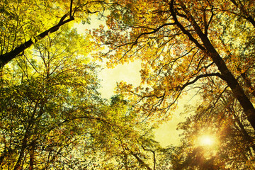 texturiertes Bild herbstlicher Baumwipfel mit Sonnenschein