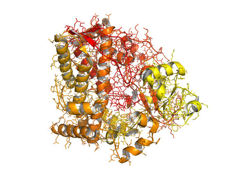 Cytochrome p450 protein, chemical structure.