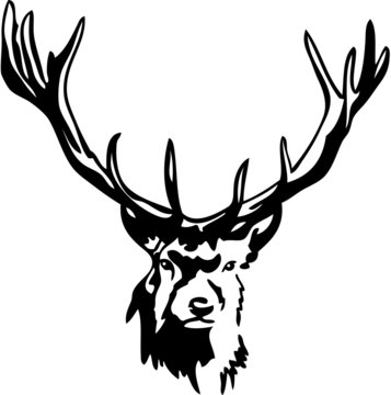 hirsch