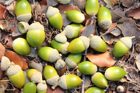 Textura de bellotas de encina. Quercus ilex.