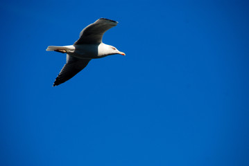 GAVIOTA. EN VUELO