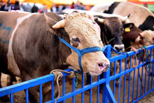 cattle waiting for slaughter