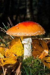 Fly Agaric or Fly Amanita
