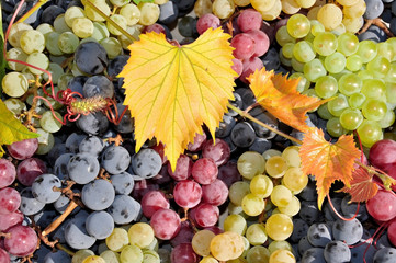White, red and black  wine grape, harvest
