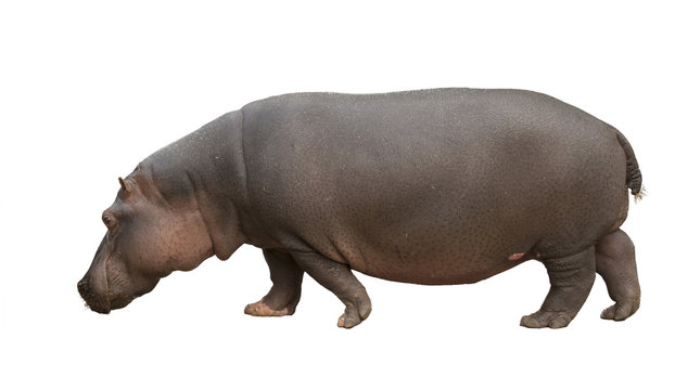 Moving hippo