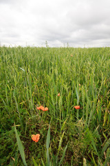 papaveri in campo di frumento