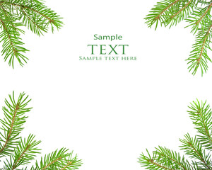 Pine tree branch isolated on white backgrond