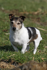 Jack Russel Terrier