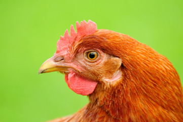Red Chicken in Profile on Bright Green Background