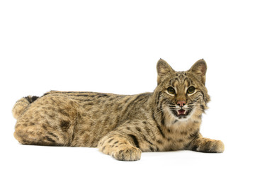 Bobcat
