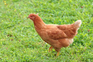 Red Domestic Chicken in the Farmyard