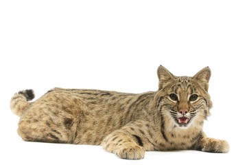 Obraz premium Bobcat