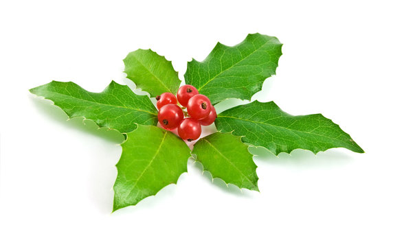 christmas decoration with holly leaves and berries