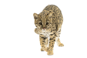 Geoffroy's cat