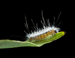Shaggy vermin caterpillar on leaf edge