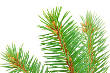 Pine tree branch isolated on white backgrond