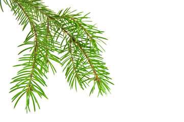 Pine tree branch isolated on white backgrond