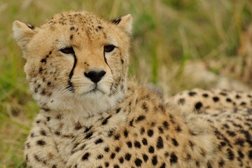 Ghepardo © massimhokuto