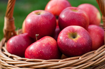 basket with red apples on green grass in the garden