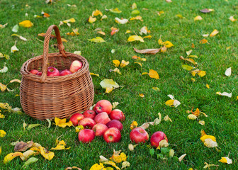 basket with red apples on green grass in the garden