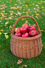 basket with red apples on green grass in the garden