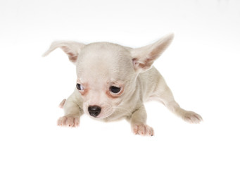 Funny puppy Chihuahua poses on a white background