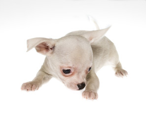 Funny puppy Chihuahua poses on a white background