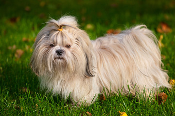 Shih tzu dog