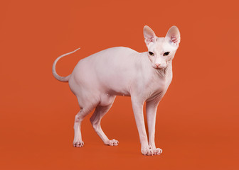 Don sphynx on orange background