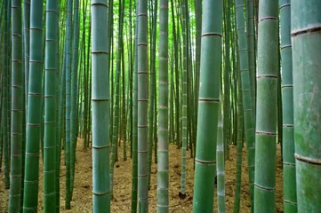 Gordijnen Bamboo Bos © knet2d