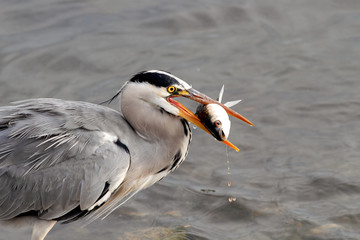 Heron fishing