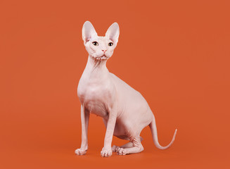 Don sphynx on orange background