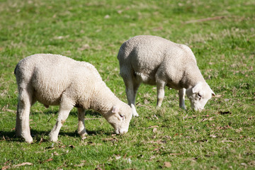 Obraz na płótnie Canvas Biały Dorper owiec wypasu jagniąt