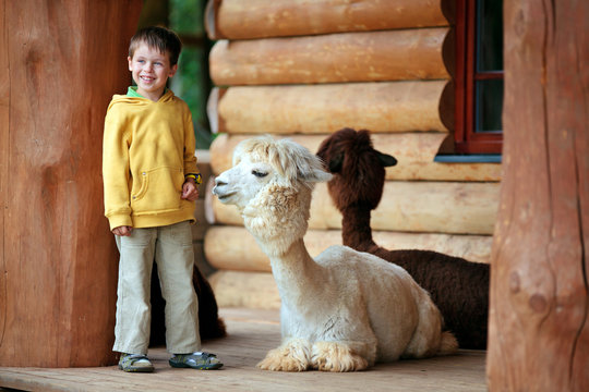 Cute little boy playing with a baby alpaca