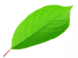 Fototapeta na wymiar Bright green leaf isolated on white background