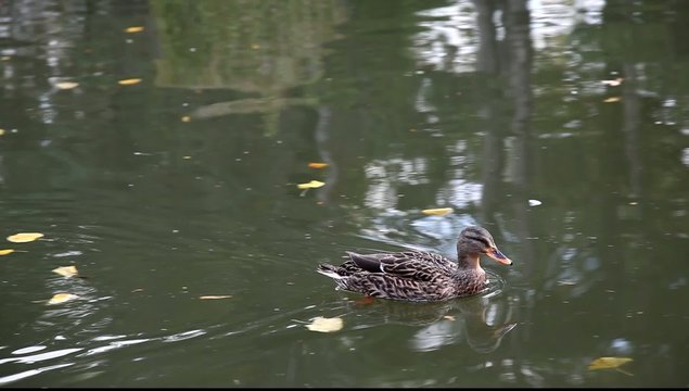 canard