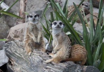 Suricate family - meerkat family