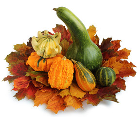 Coloquinte - courges  décoratives sur les feilles d'automne isolées sur fond blanc