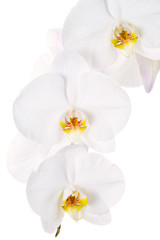 Fototapeta na wymiar Close-up z białych orchidei kwiaty na białym tle