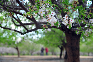 Almond trees blossom