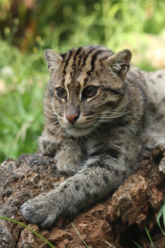 Chat p&ecirc;cheur au repos sur branche