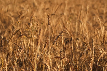 Fototapeta premium Wheat field