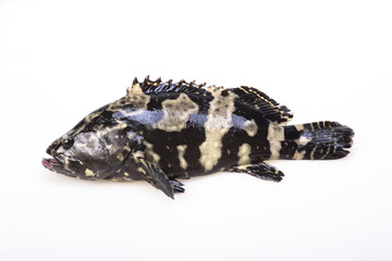 Fresh Grouper on white background