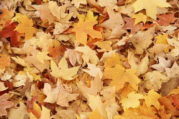 Maple leaves on the ground