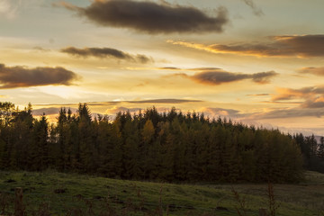 Naklejka na ściany i meble Sunset over Scottish Pine trees