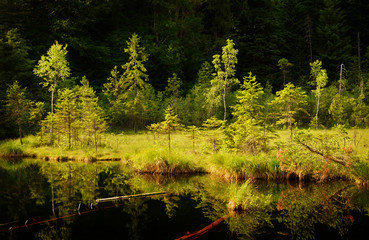 serene lake in forest