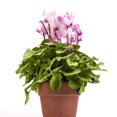 Pink Cyclamen isolated