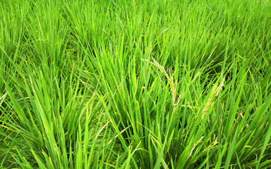 rice field