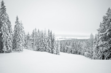 Dark winter landscape with snow covered trees